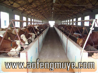 【山肉牛养殖基地建设方案江苏省东台市肉牛养